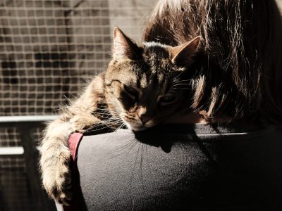 A pandémia alatt megsokszorozódott a macska örökbefogadások száma hazánkban, de a macskák táplálásával kapcsolatban még van néhány tévhit