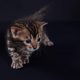 Bengáli macska,csodás kislány