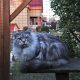 Maine Coon kislány cica eladó