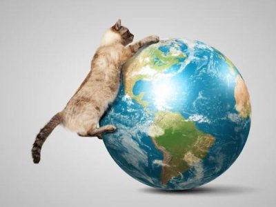 Augusztus 8.: Nemzetközi Macskanap, azaz a macskák második „hivatalos” ünnepe az évben