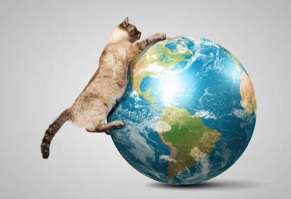 Augusztus 8.: Nemzetközi Macskanap, azaz a macskák második „hivatalos” ünnepe az évben
