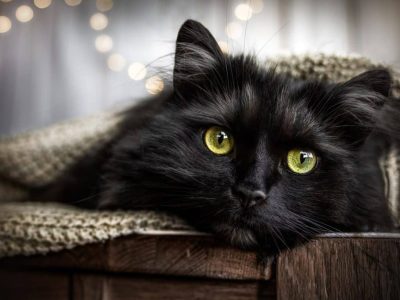 Péntek 13. és a fekete macska: babona vagy tényleg szerencsétlenséget hoznak?