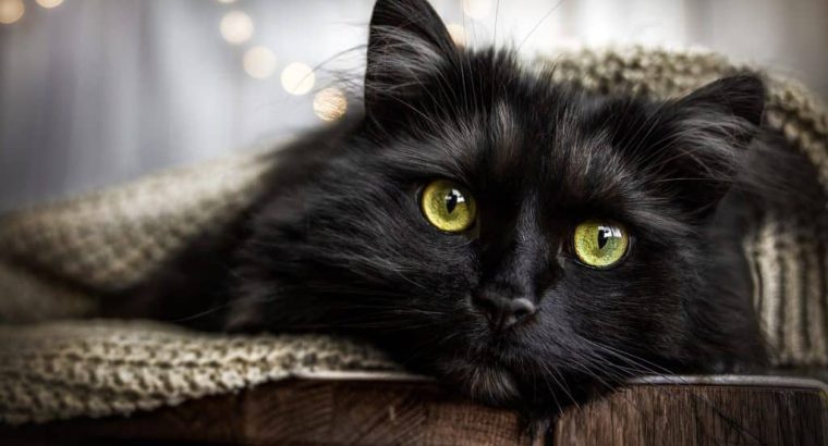 Péntek 13. és a fekete macska: babona vagy tényleg szerencsétlenséget hoznak?