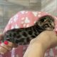 Bengáli barna rozettás kislány cica