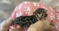 Bengáli barna rozettás kislány cica