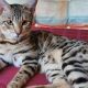 Eladó barna Bengáli lány cica