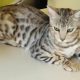 Eladó ezüst Bengáli kandúr cica