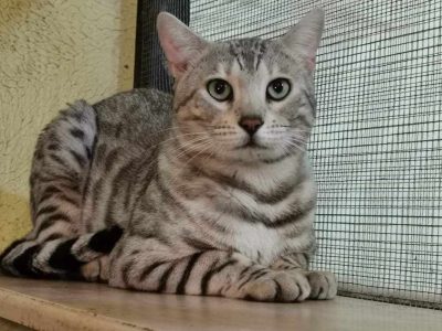 Eladó ezüst Bengáli kandúr cica