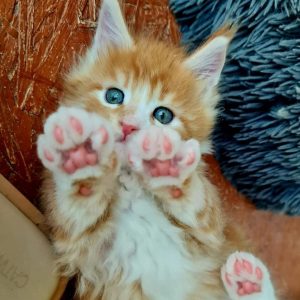 Profilkép kiválasztása