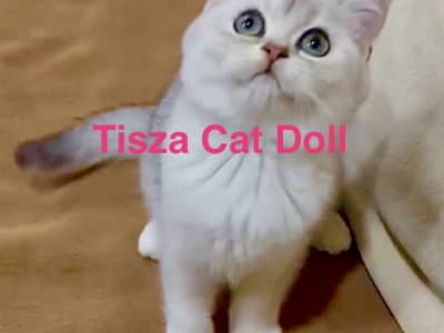 Tisza Cat Doll Ginny Weasley