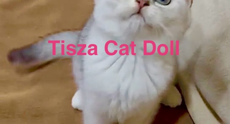 Tisza Cat Doll Ginny Weasley