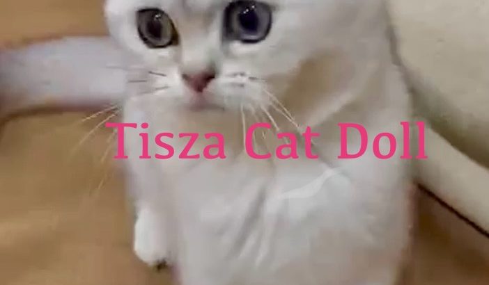 Tisza Cat Doll Ginny Weasley