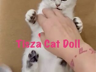 Tisza Cat Doll Ginny Weasley