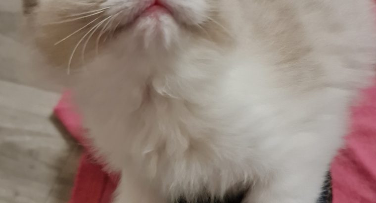 Bicolour ragdoll kislány 🥰