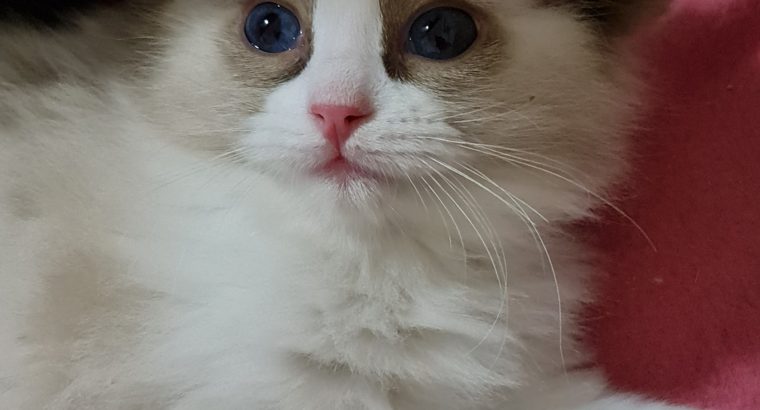 Bicolour ragdoll kislány 🥰