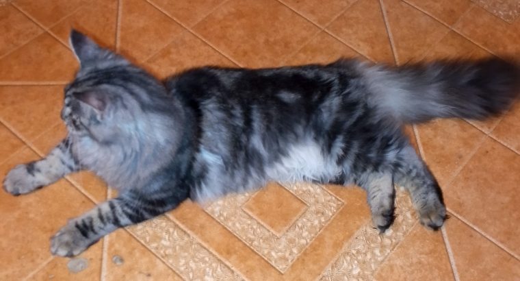 Maine Coon cica azonnal elvihető