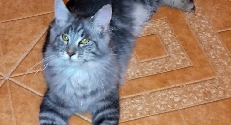 Maine Coon cica azonnal elvihető