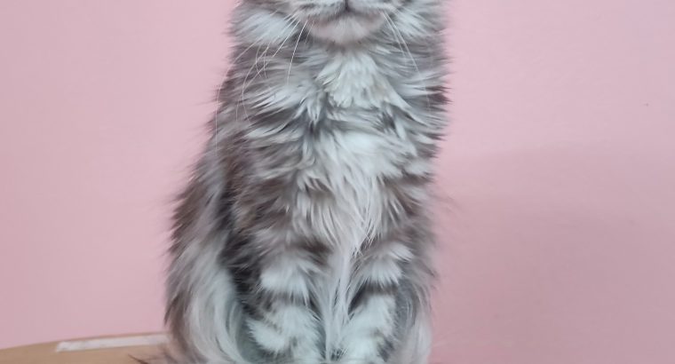 Maine Coon lány