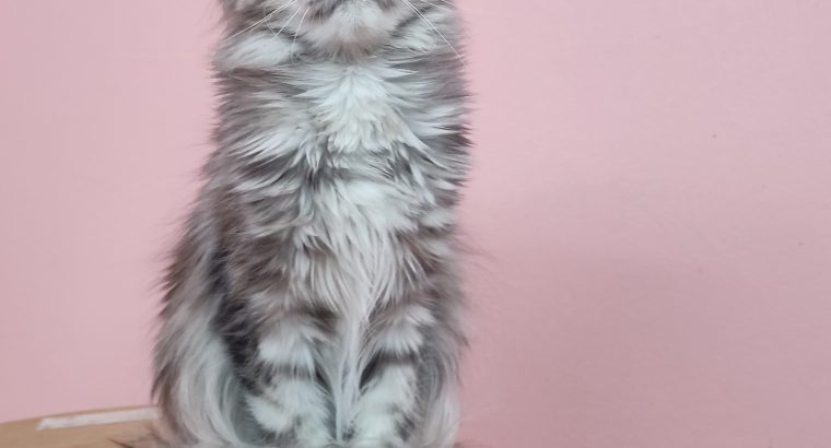 Maine Coon lány