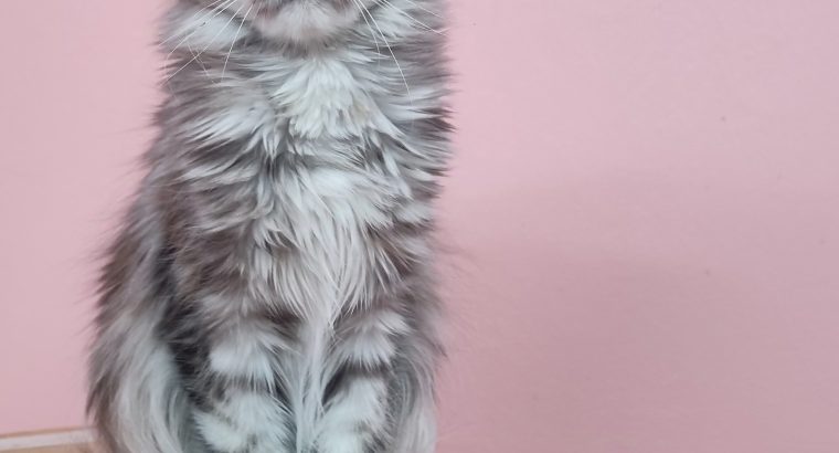 Maine Coon lány