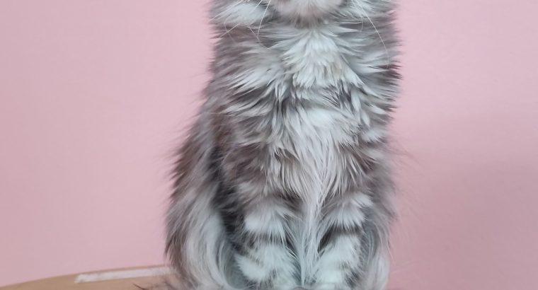 Maine Coon lány