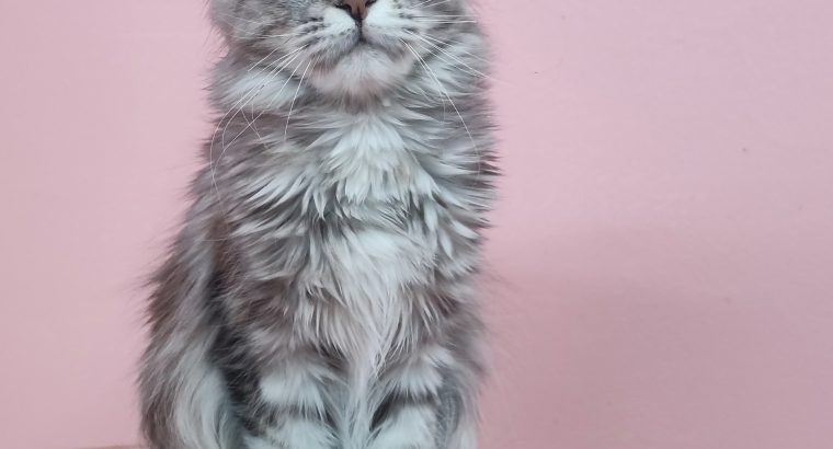 Maine Coon lány