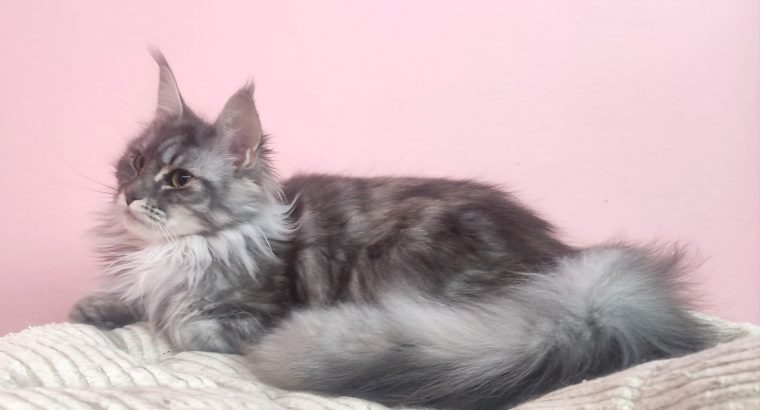 Maine Coon kislány