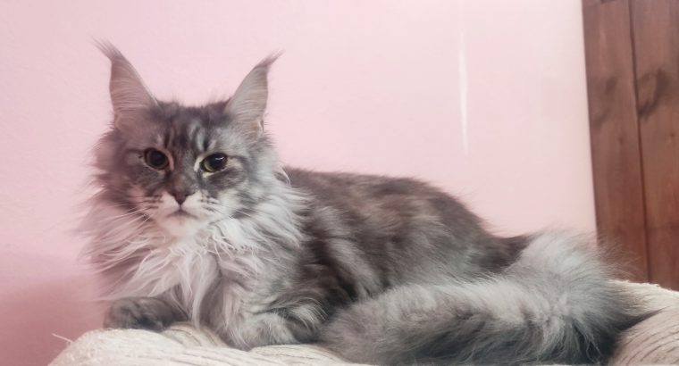 Maine Coon kislány