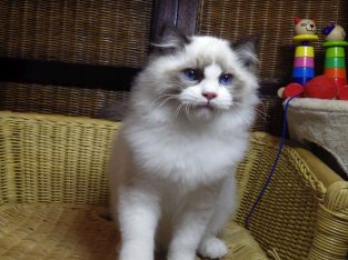 💖🐈💖George Seal Bicolor Boy!💖💖