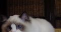 💖🐈💖George Seal Bicolor Boy!💖💖