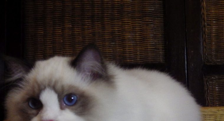 💖🐈💖George Seal Bicolor Boy!💖💖