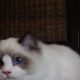 💖🐈💖George Seal Bicolor Boy!💖💖