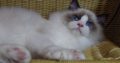 💖🐈💖George Seal Bicolor Boy!💖💖