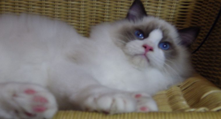 💖🐈💖George Seal Bicolor Boy!💖💖