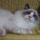 💖🐈💖George Seal Bicolor Boy!💖💖