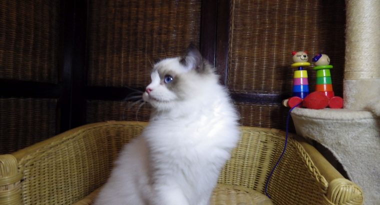 💖🐈💖George Seal Bicolor Boy!💖💖