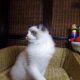 💖🐈💖George Seal Bicolor Boy!💖💖