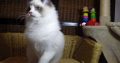 💖🐈💖George Seal Bicolor Boy!💖💖