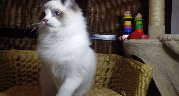 💖🐈💖George Seal Bicolor Boy!💖💖