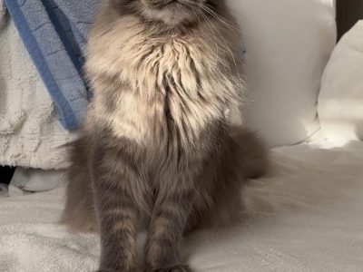 Izóra