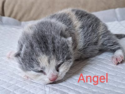 Angel 🥰, május végén