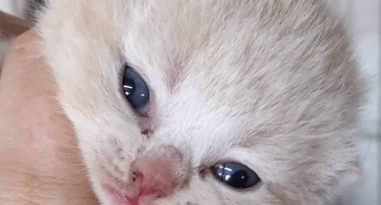 Ármin 🥰 május végén
