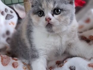 Angel 🥰, május végén