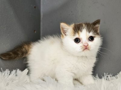 Csokoládé tortie harlequin kislány