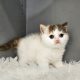 Csokoládé tortie harlequin kislány
