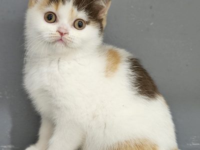 Csokoládé tortie harlequin kislány