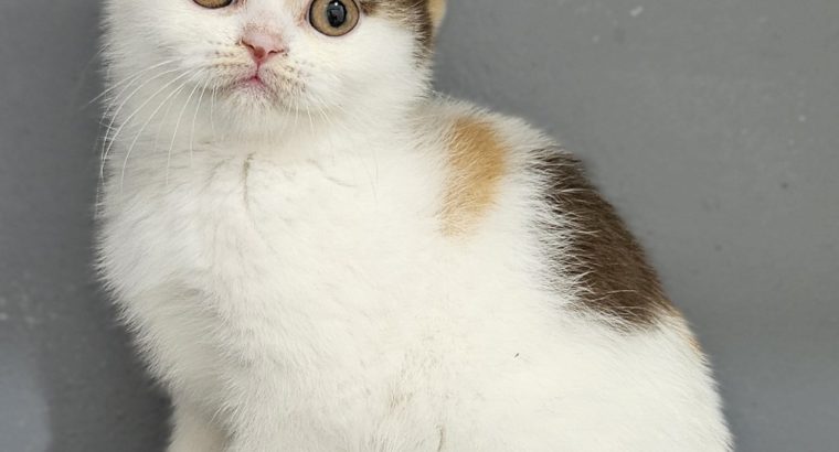 Csokoládé tortie harlequin kislány