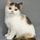 Csokoládé tortie harlequin kislány