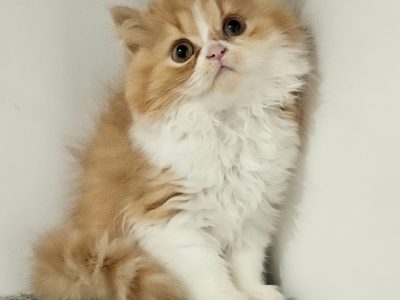 Vörös bicolor kandúr
