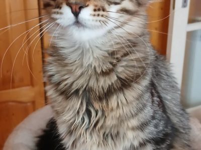 Flynt Maine Coon Kandúr